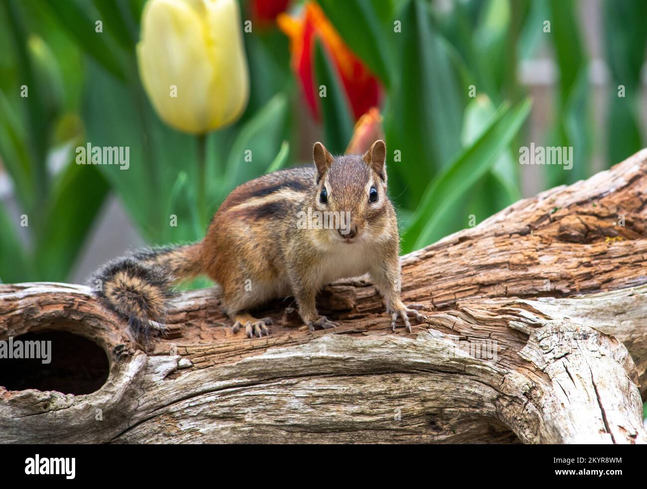Ein süßer kleiner Chipmunk steht auf einem hohlen Baumstamm in einem Tulpengarten im Frühling wach Stockfoto