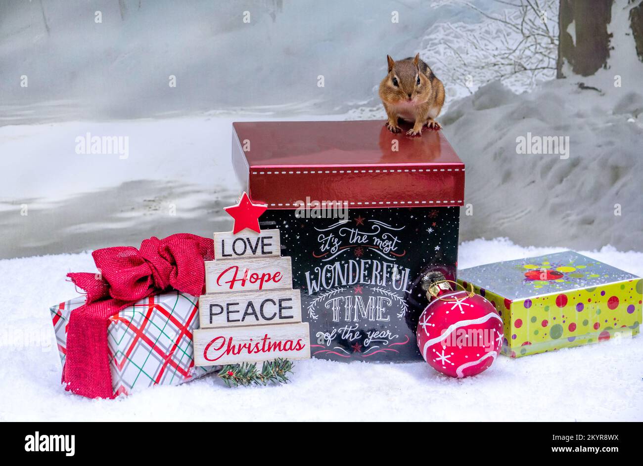 Süßes kleines Chipmunk-Posen auf einer Weihnachtsbox, in diesem süßen Stillleben zu Weihnachten Stockfoto