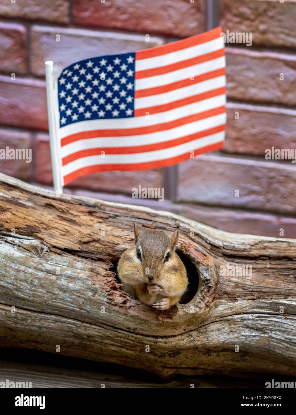 Ein fetter, kleiner Streifenhörnchen springt aus einem hohlen Baumstamm und posiert mit einer amerikanischen Flagge Stockfoto