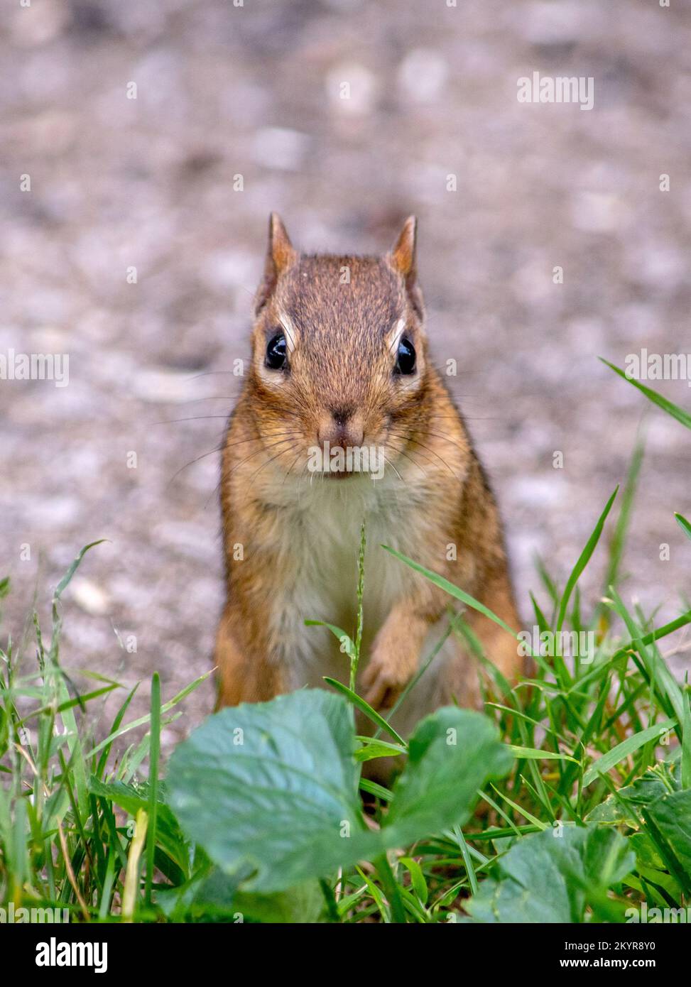 Alarmieren Sie den kleinen Streifenhörnchen, der für ein Foto im Gras posiert Stockfoto