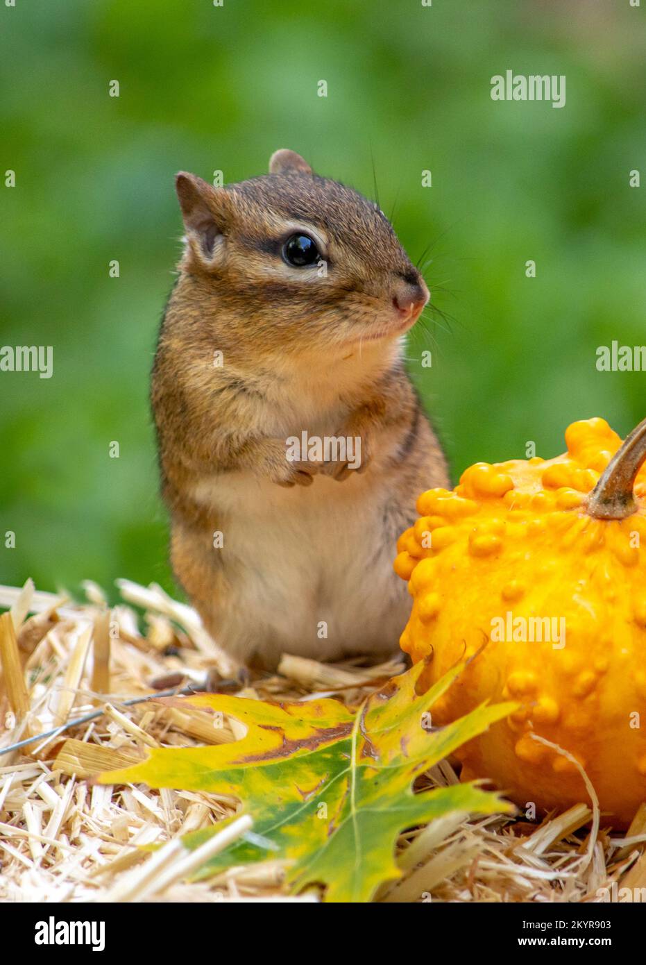 Dickes Streifenhörnchen posiert mit einem holprigen orangefarbenen Kürbis und einem leuchtenden Herbstblatt Stockfoto