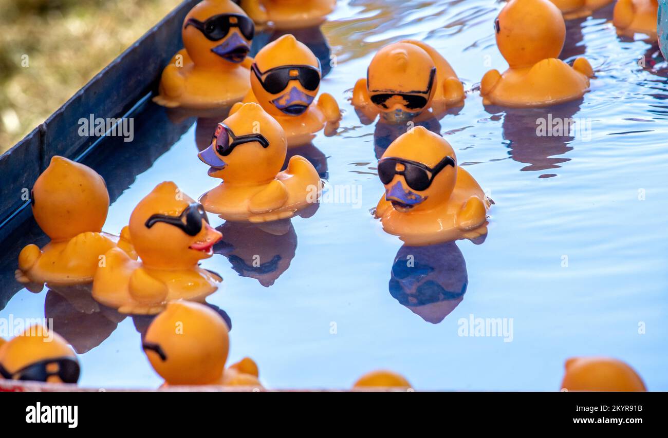 Leuchtend gelbe Enten mit Sonnenbrille, schwimmen in einem kleinen Teich bei einem Karnevalsspiel. Jede Ente hat eine Zahl darunter, die der Schlüssel zu einem Großen oder Kleinen ist Stockfoto