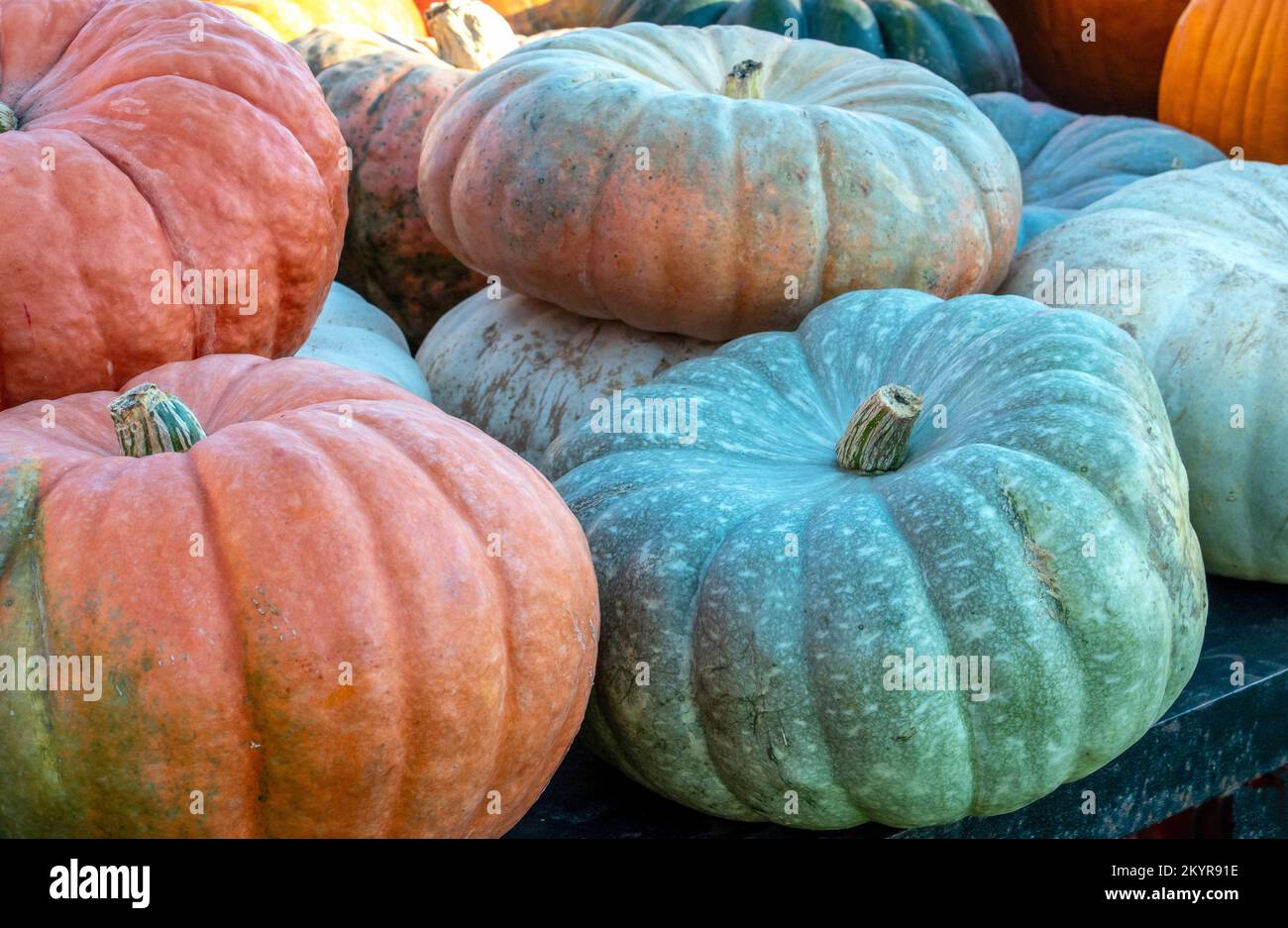 Große, exotische Kürbisse werden auf einem Bauernmarkt in Michigan, USA, verkauft, gerade rechtzeitig für Halloween und die Herbstdekoration Stockfoto