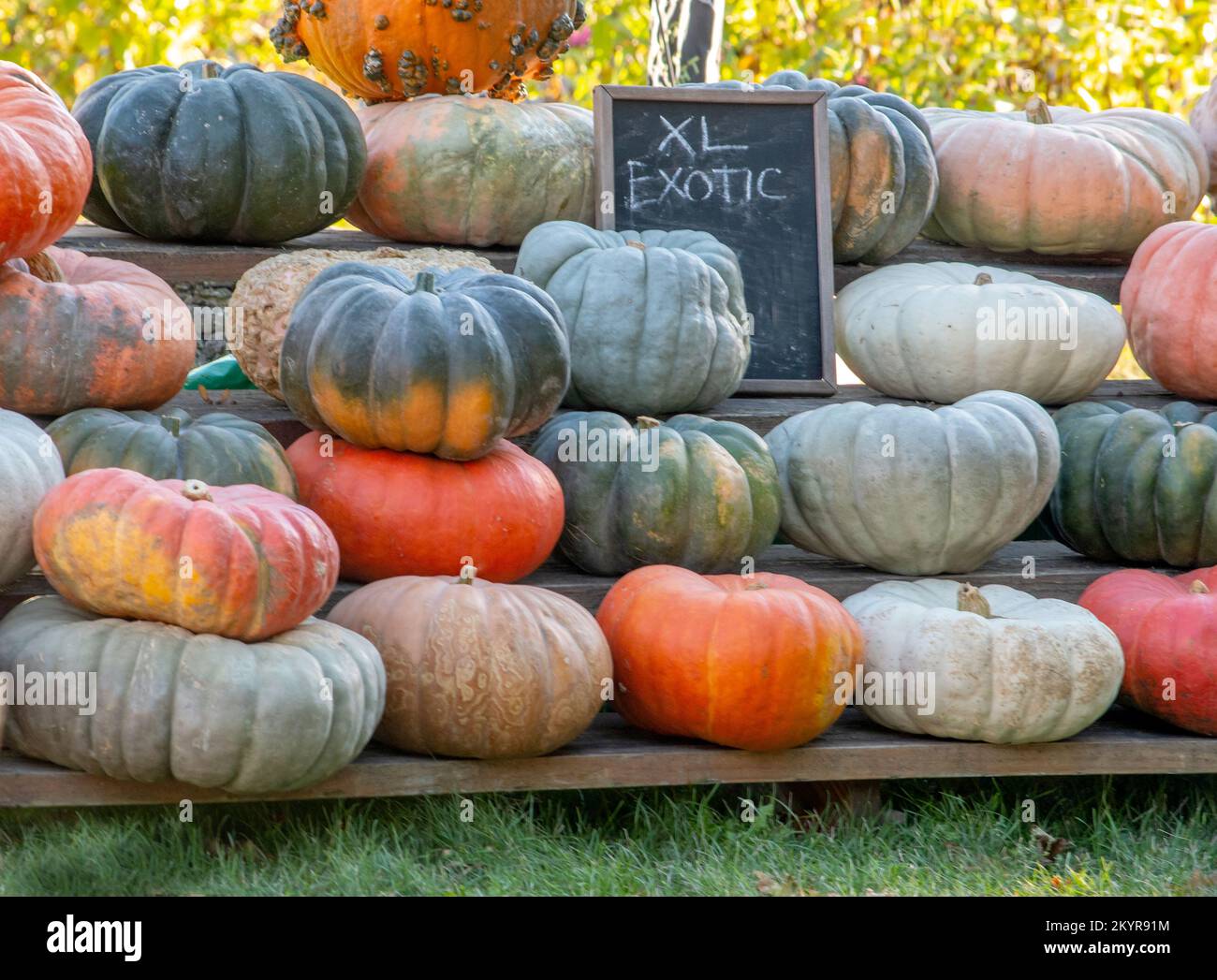 Herbstdarstellung extragroßer exotischer Kürbisse in Orange, Grün und Weiß Stockfoto