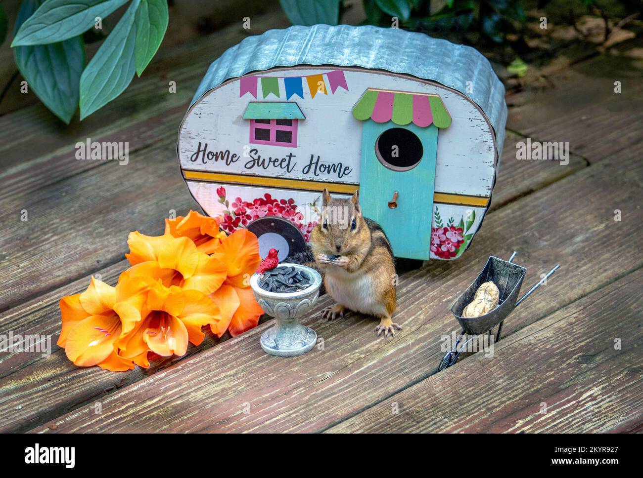 Glückliches Streifenhörnchen mit Wohnmobil hat ein Vogelbad voller Samen und eine große Erdnuss in einer winzigen Schubkarre Stockfoto