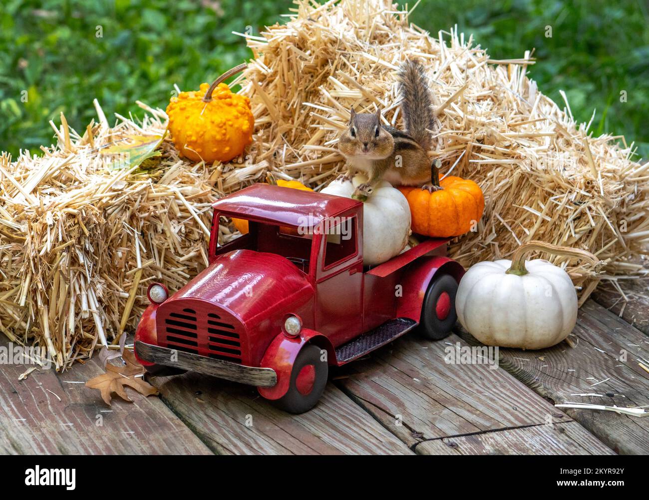 Der kleine rote Truck bietet eine unterhaltsame Herbsternte und ein kleiner Streifenhörnchen-Hitch-Wanderer Stockfoto