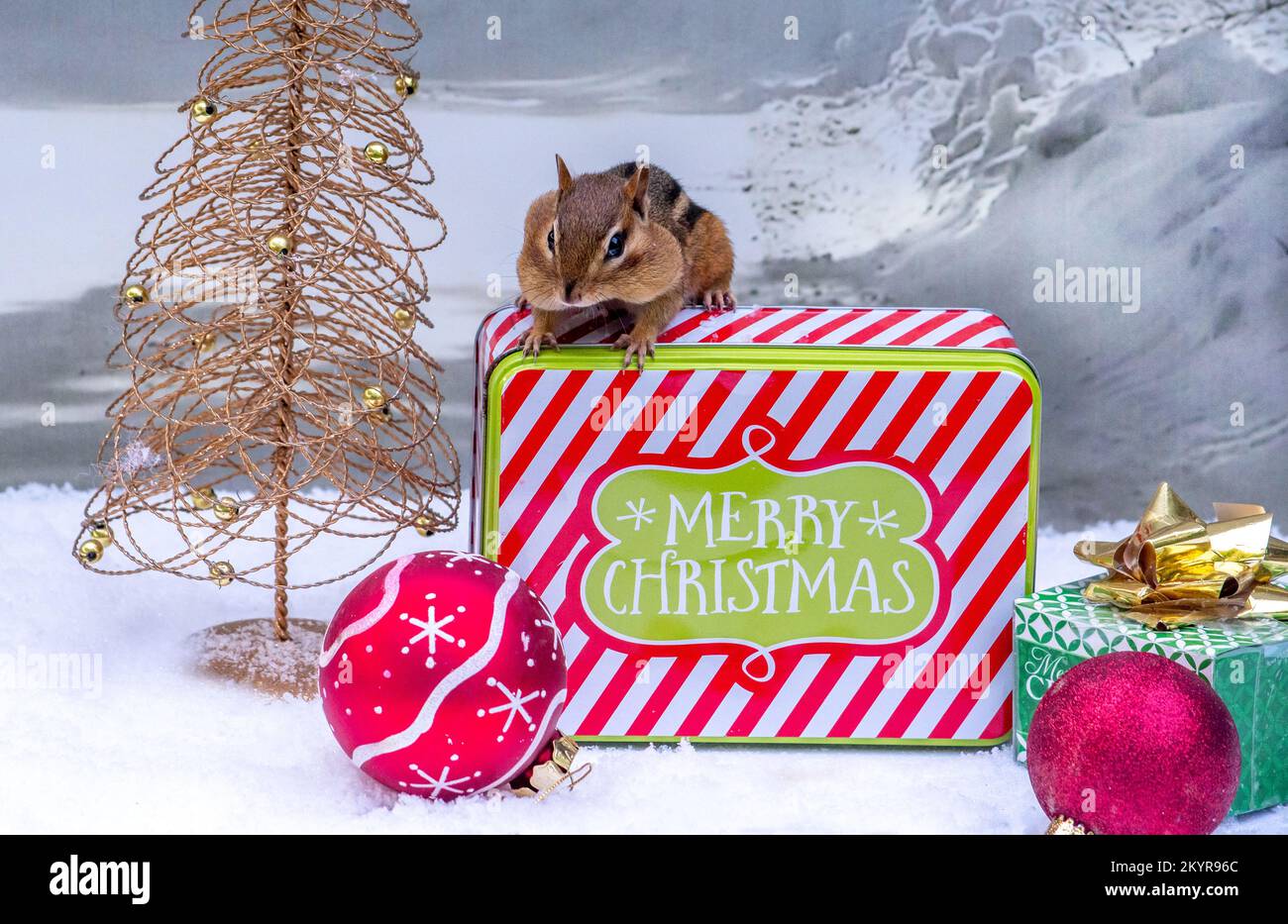 Active Chipmunk wünscht Ihnen frohe weihnachten Stockfoto