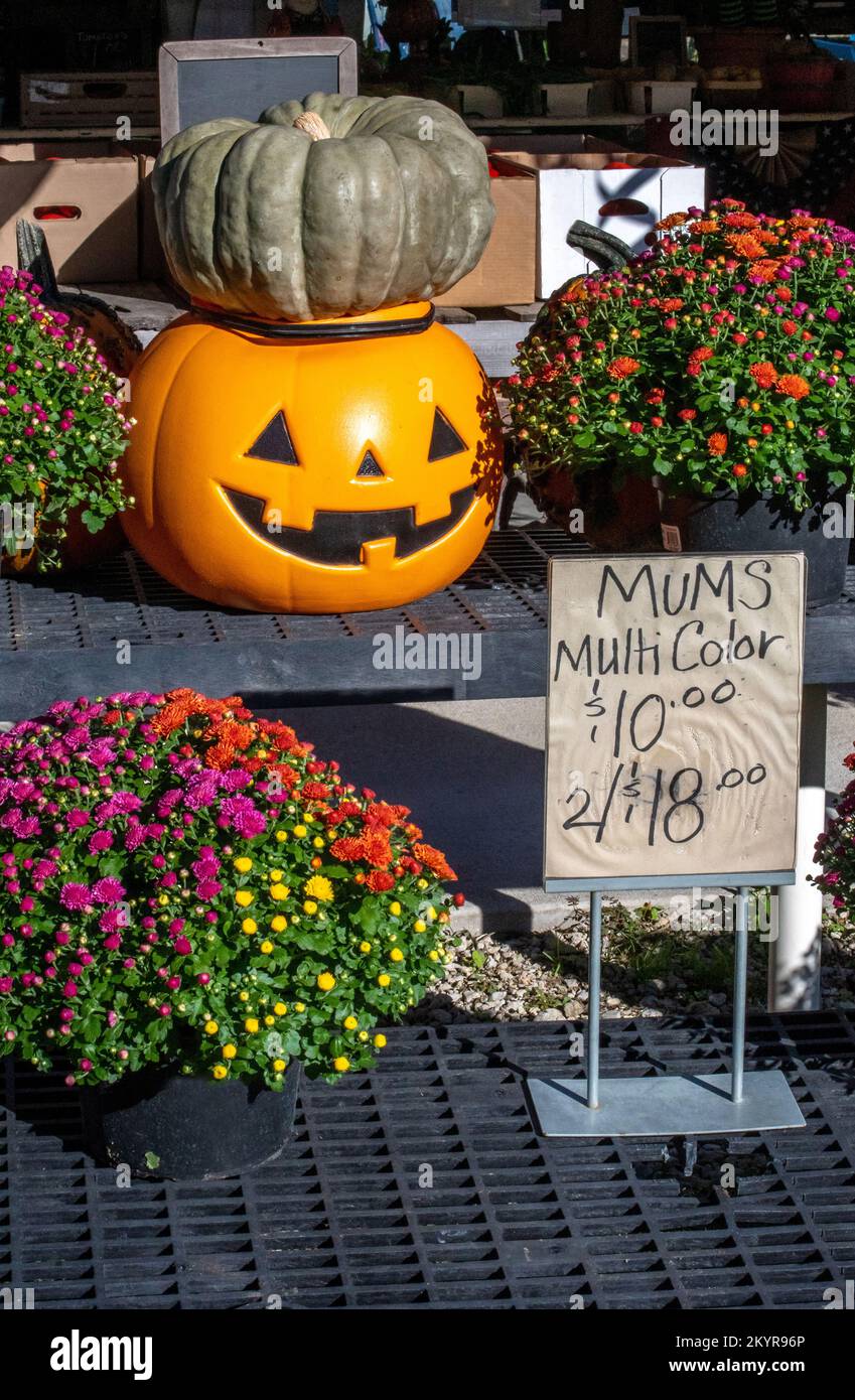 Mehrfarbige Mütter in Töpfen werden auf einem Bauernmarkt verkauft Stockfoto