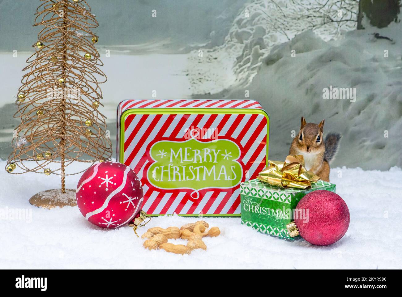 Das Weihnachtsbaumhörnchen fügt einen Haufen Erdnüsse zu den Weihnachtsgeschenken hinzu Stockfoto