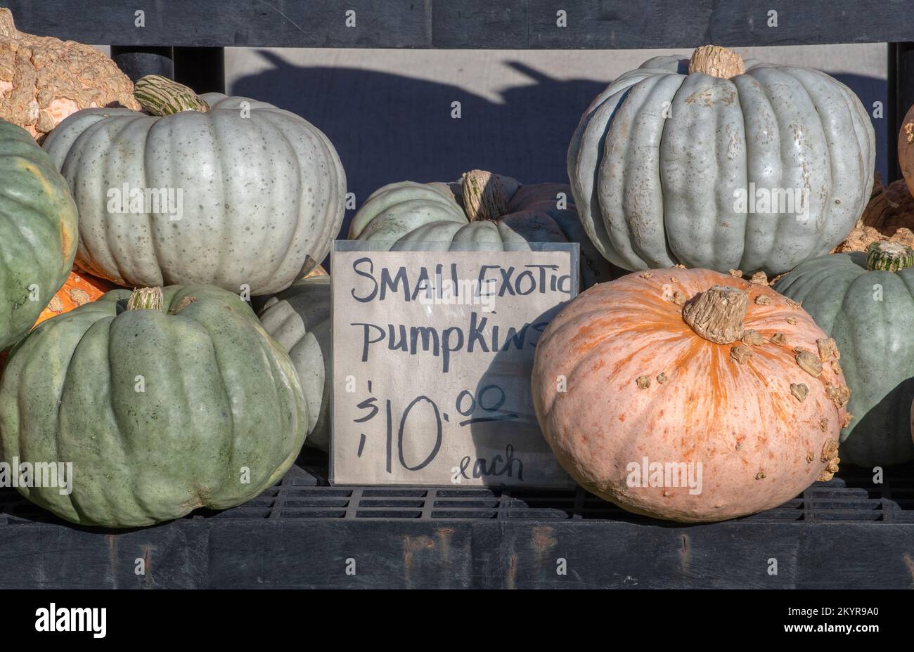 Der Bauernmarkt in den USA verkauft kleine, exotisch aussehende Kürbisse zu Halloween Stockfoto