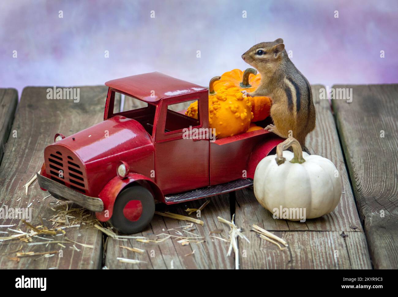Streifenhörnchen-Nagetier scheint das Bett dieses roten Pickups mit kleinen Kürbissen für Thanksgiving zu füllen Stockfoto