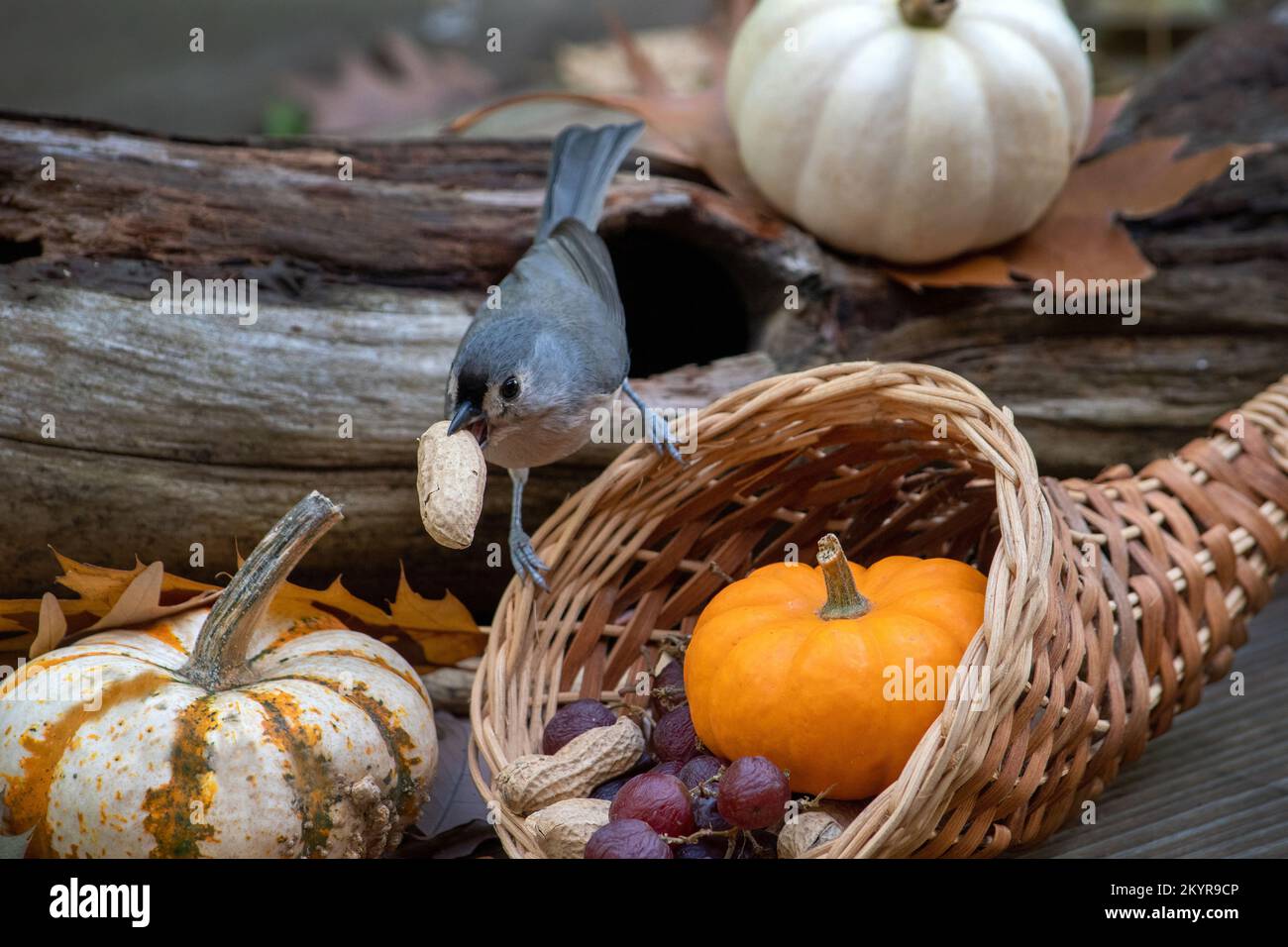 Eine kleine Tittenmaus nahm sich in diesem süßen Stillleben im Herbst eine Erdnuss aus einem Weidenkornukopie Stockfoto
