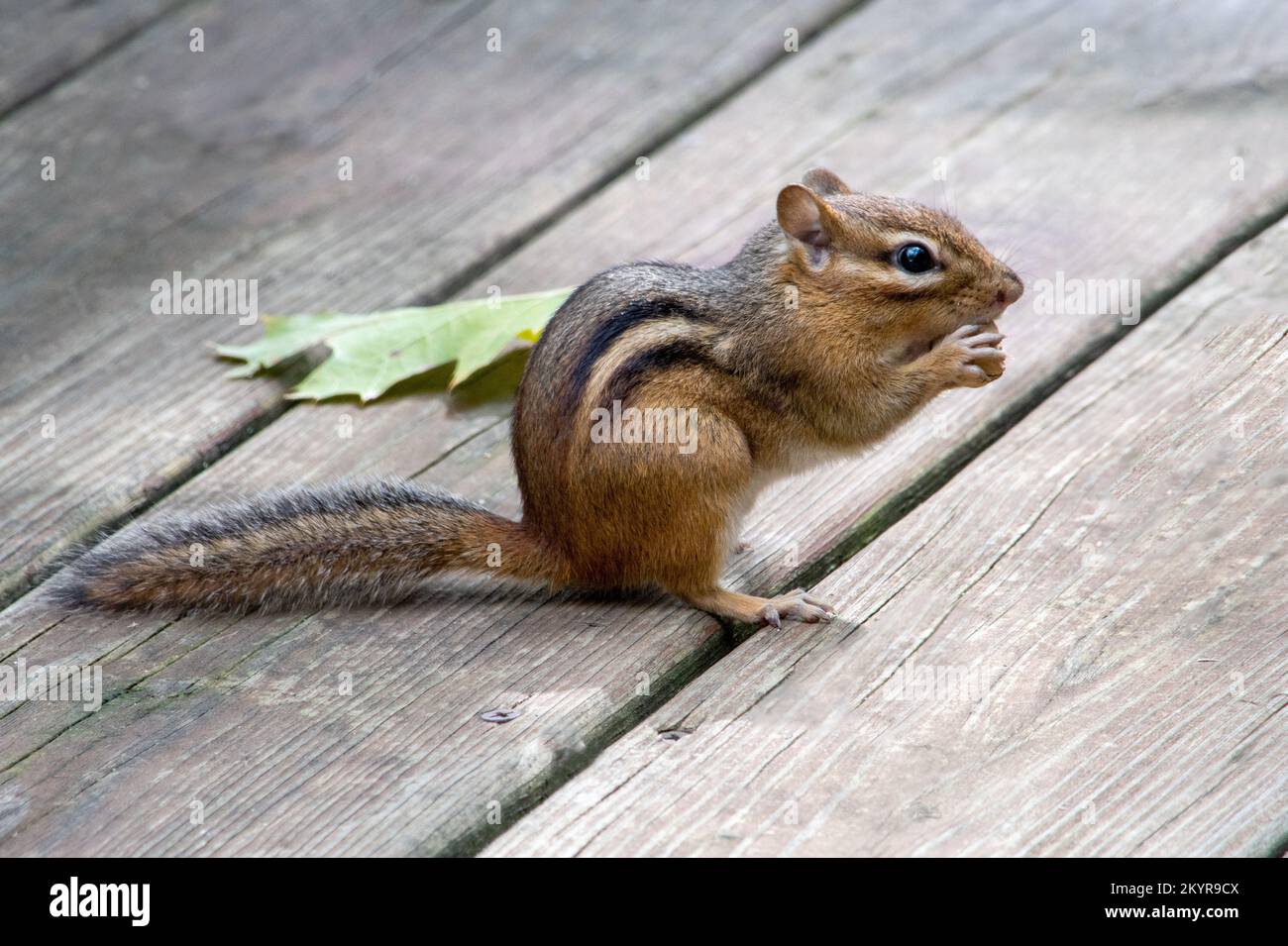 Süßes Eichhörnchen auf einer Holzterrasse, das überrascht aussah Stockfoto