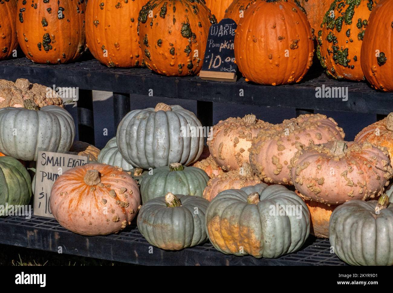 Kleine einzigartige Kürbisse sind zum Verkauf erhältlich, einige in Grün, Weiß, Orange und andere mit Warzen! Stockfoto