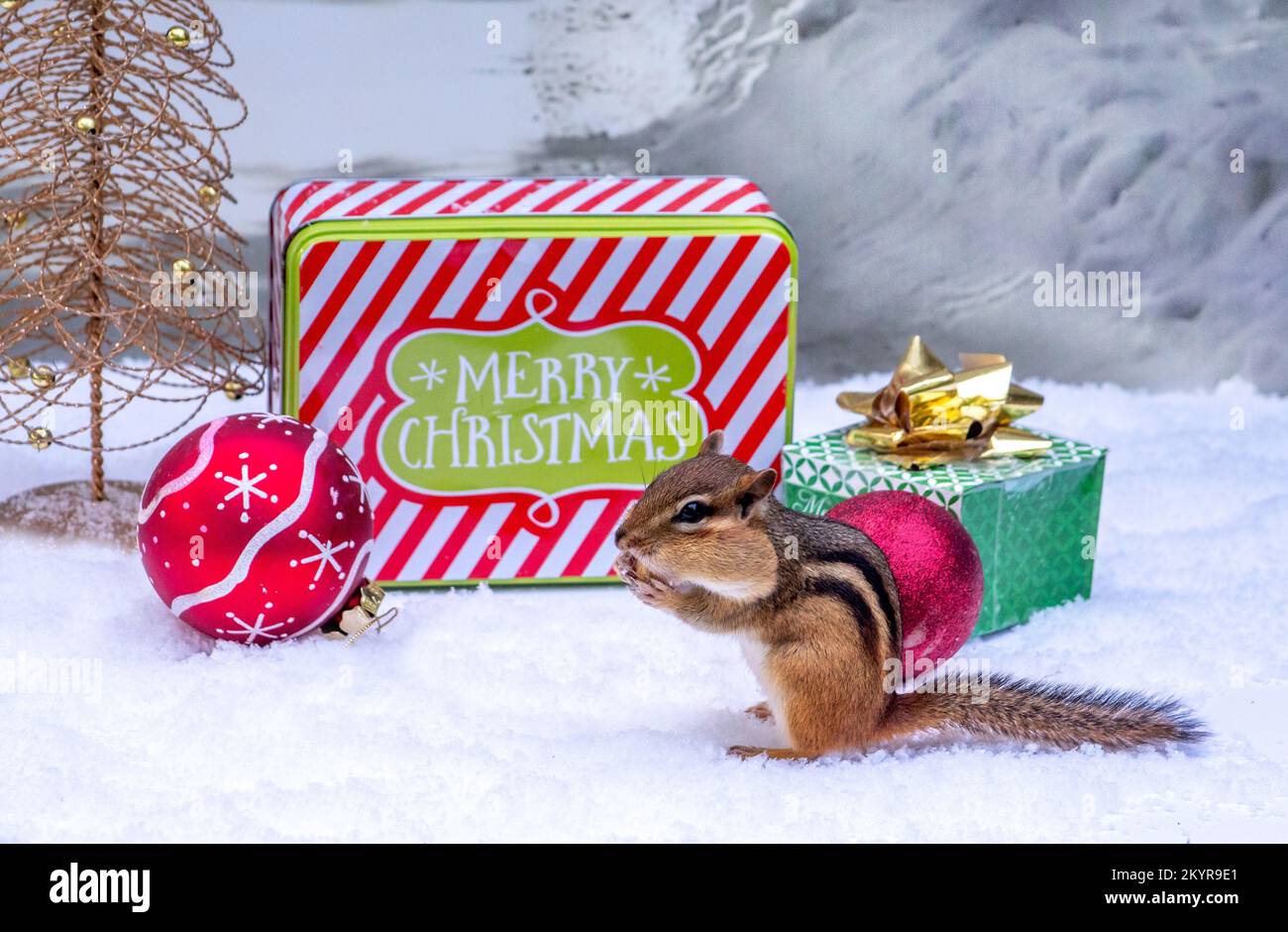 Ein besorgter Streifenhörnchen fragt sich, ob er in diesem süßen weihnachtsleben auf der liste der unartigen oder schönen weihnachtsmänner steht Stockfoto