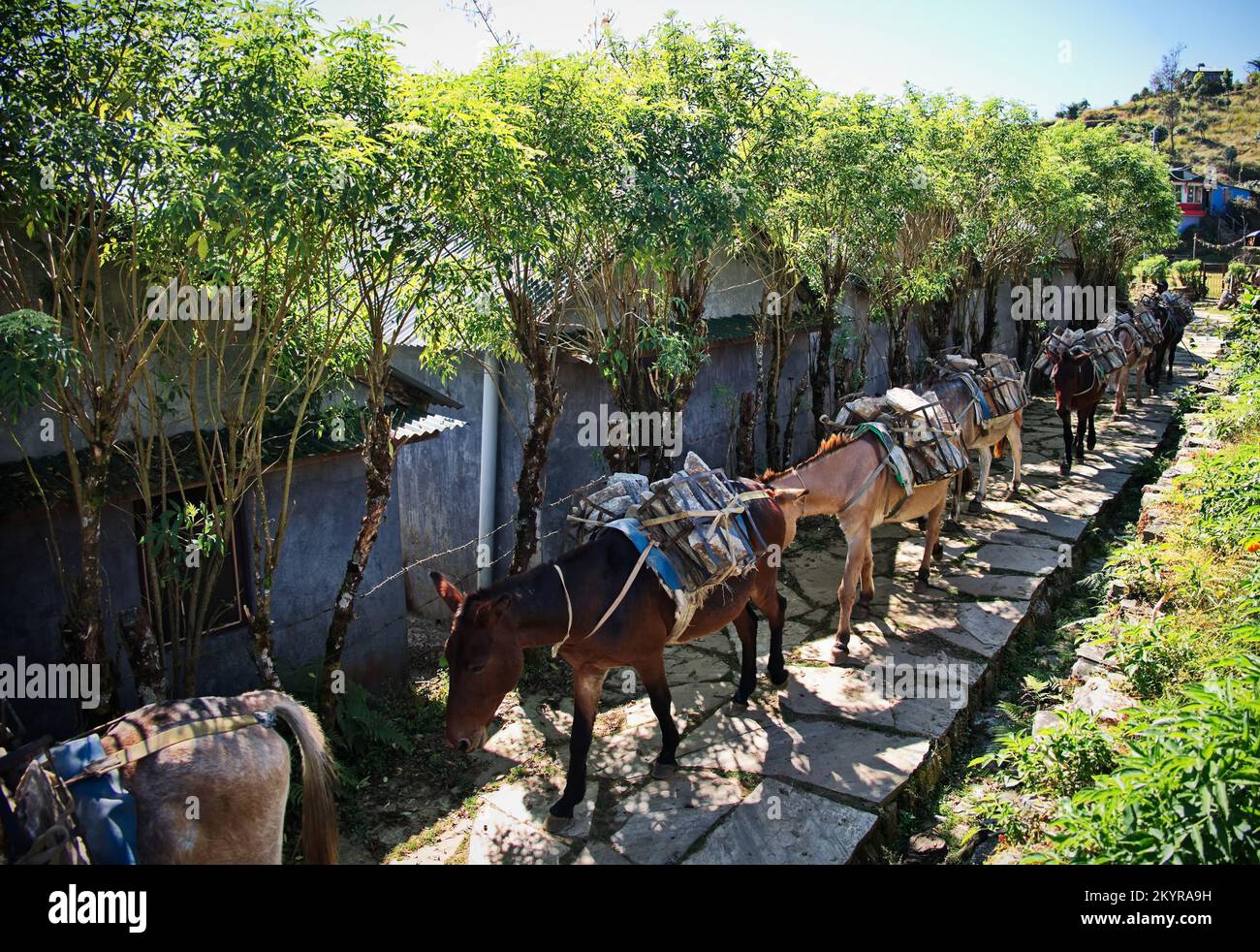 Maultiere mit hölzernem Sattel, die schwere Lasten im Himalaya-Gebirge in Nepal transportieren Stockfoto