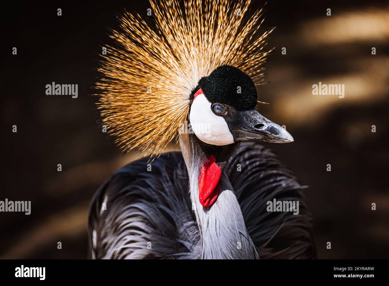 Vogel Stockfoto
