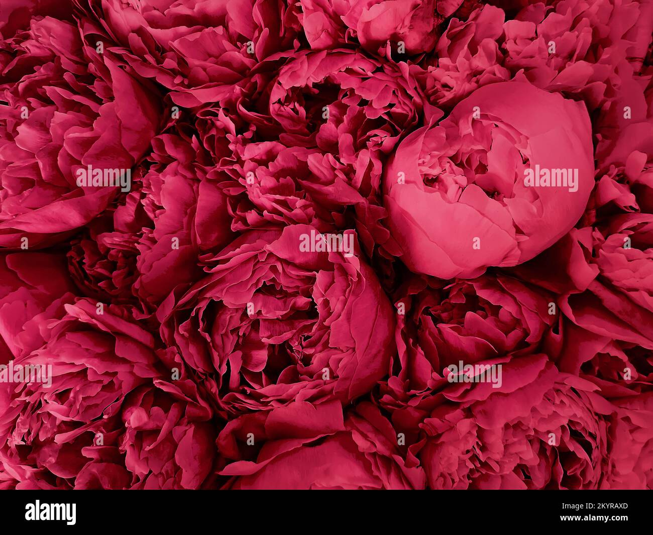 Schöner, großer Strauß aus hellen magentafarbenen Pfingstrosen Nahaufnahme, Farbe des Jahres 2023 Stockfoto