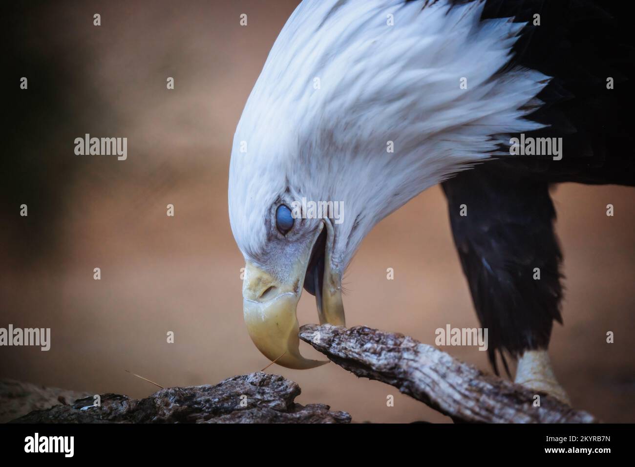 Weißkopf-Seeadler Stockfoto