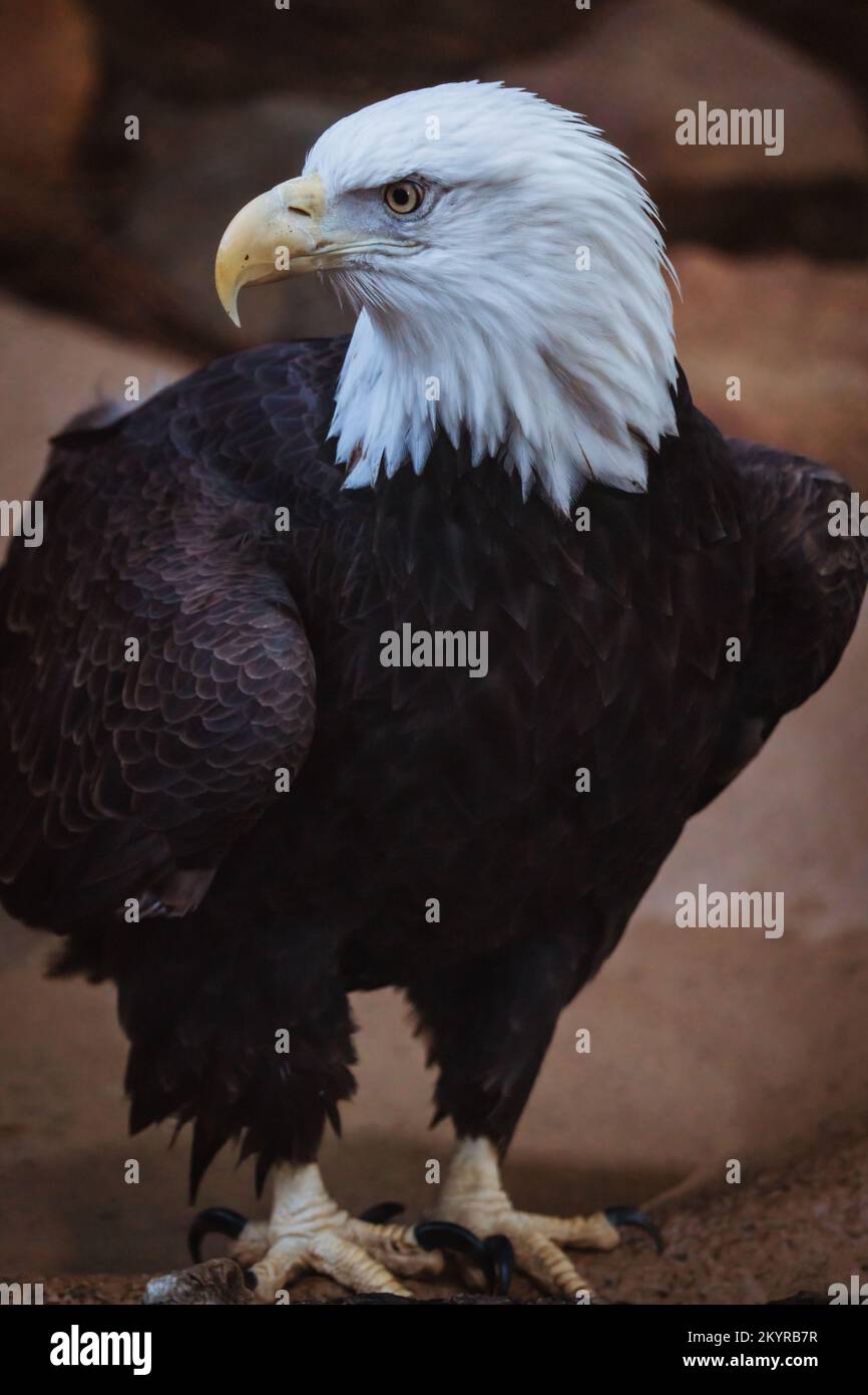 Weißkopf-Seeadler Stockfoto