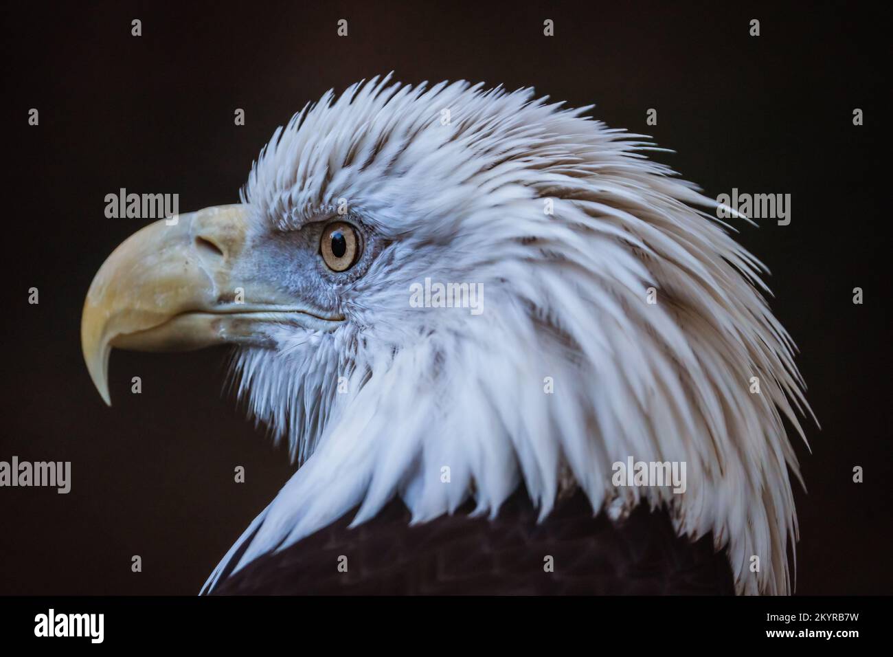Weißkopf-Seeadler Stockfoto