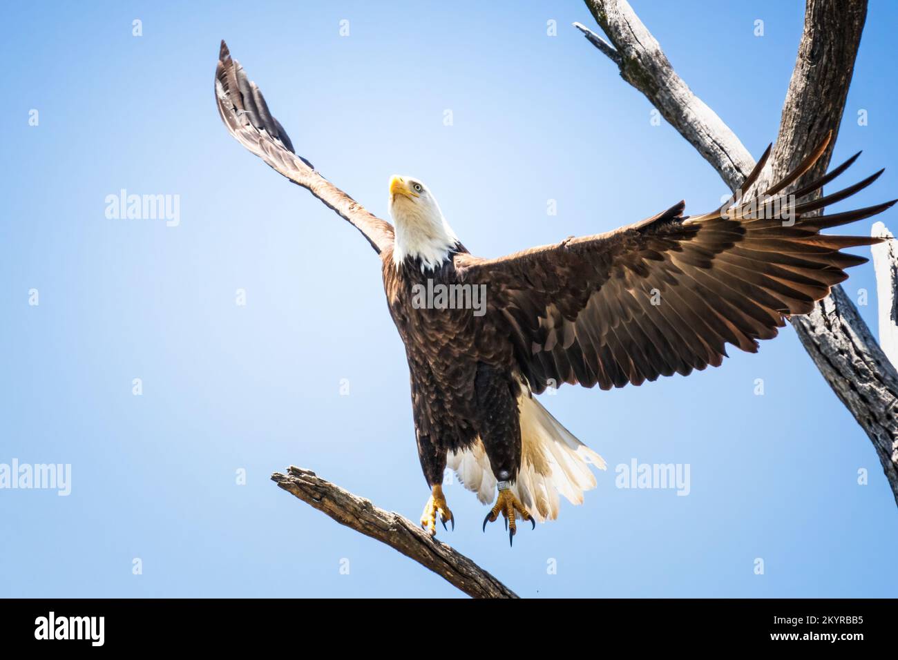 Weißkopf-Seeadler Stockfoto