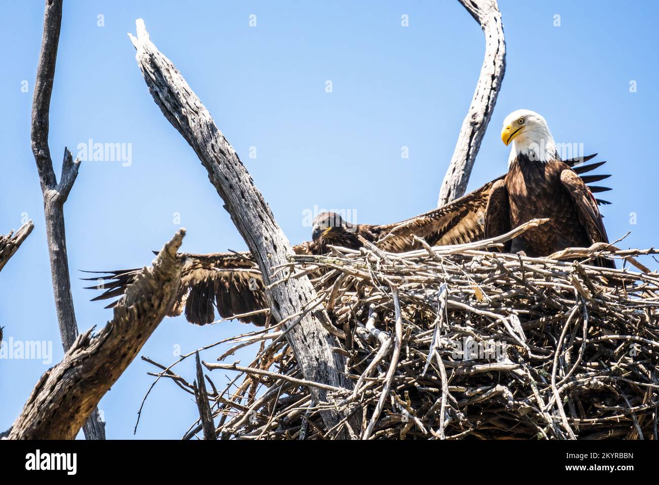 Weißkopf-Seeadler Stockfoto