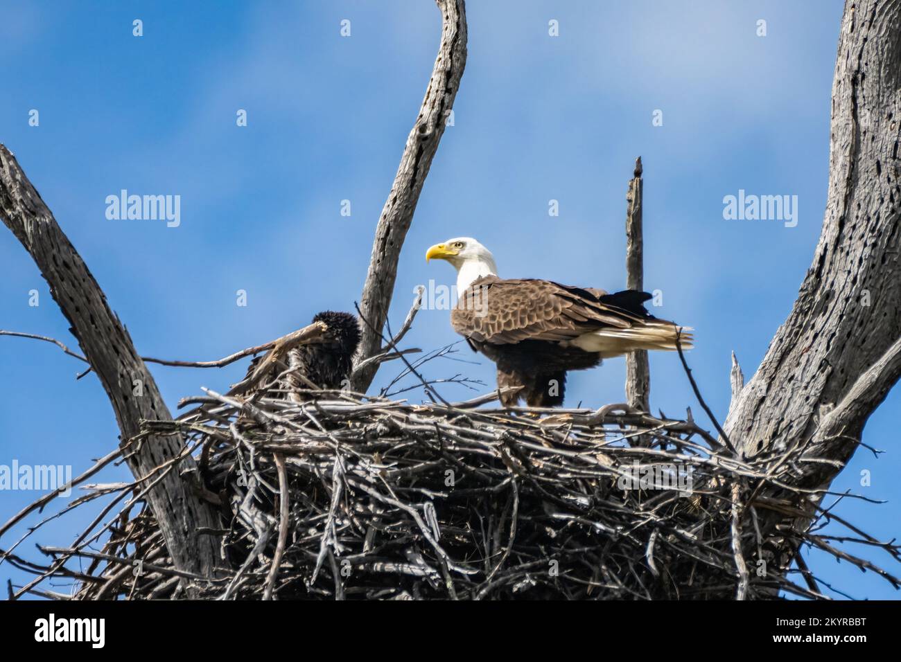 Weißkopf-Seeadler Stockfoto