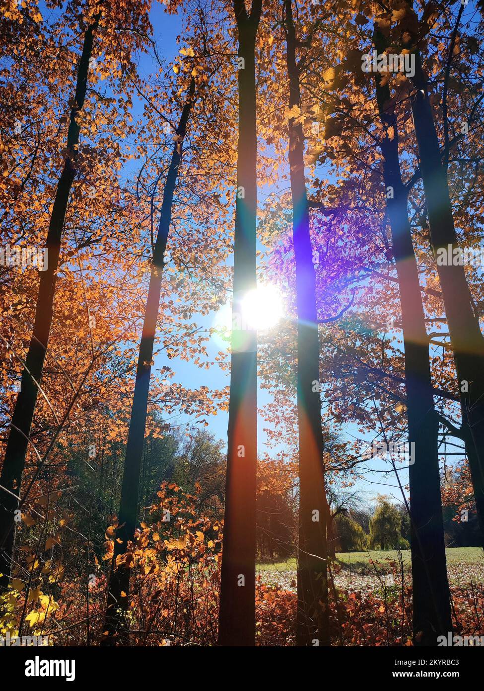 Blick auf den Wald mit Lichtung an sonnigen, windigen Herbsttagen. Rot-orange-braune Blätter auf Bäumen, Gras auf Hintergrund klarer blauer Himmel mit heller Sonne im Herbst. Wunderschöner natürlicher Hintergrund Stockfoto