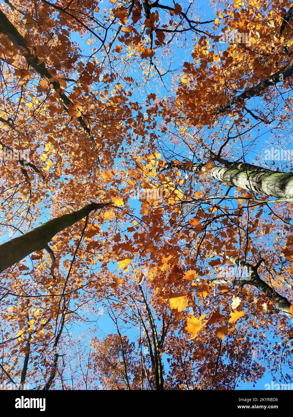 Baumwipfel mit roten orangefarbenen Blättern, die im Wind im Hintergrund schweben, ein klarer blauer Himmel am sonnigen Herbsttag. Ansicht von unten. Wälder, Wälder, Natur im Herbst, saisonale Kulisse. Wunderschöner natürlicher Hintergrund Stockfoto