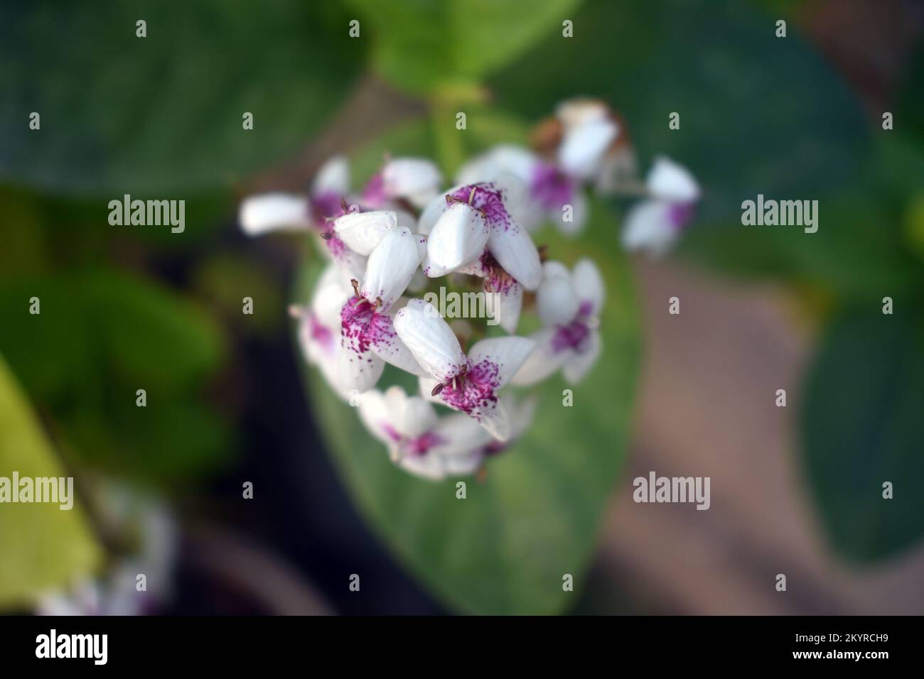 Ost-Timor-Blumen Stockfoto