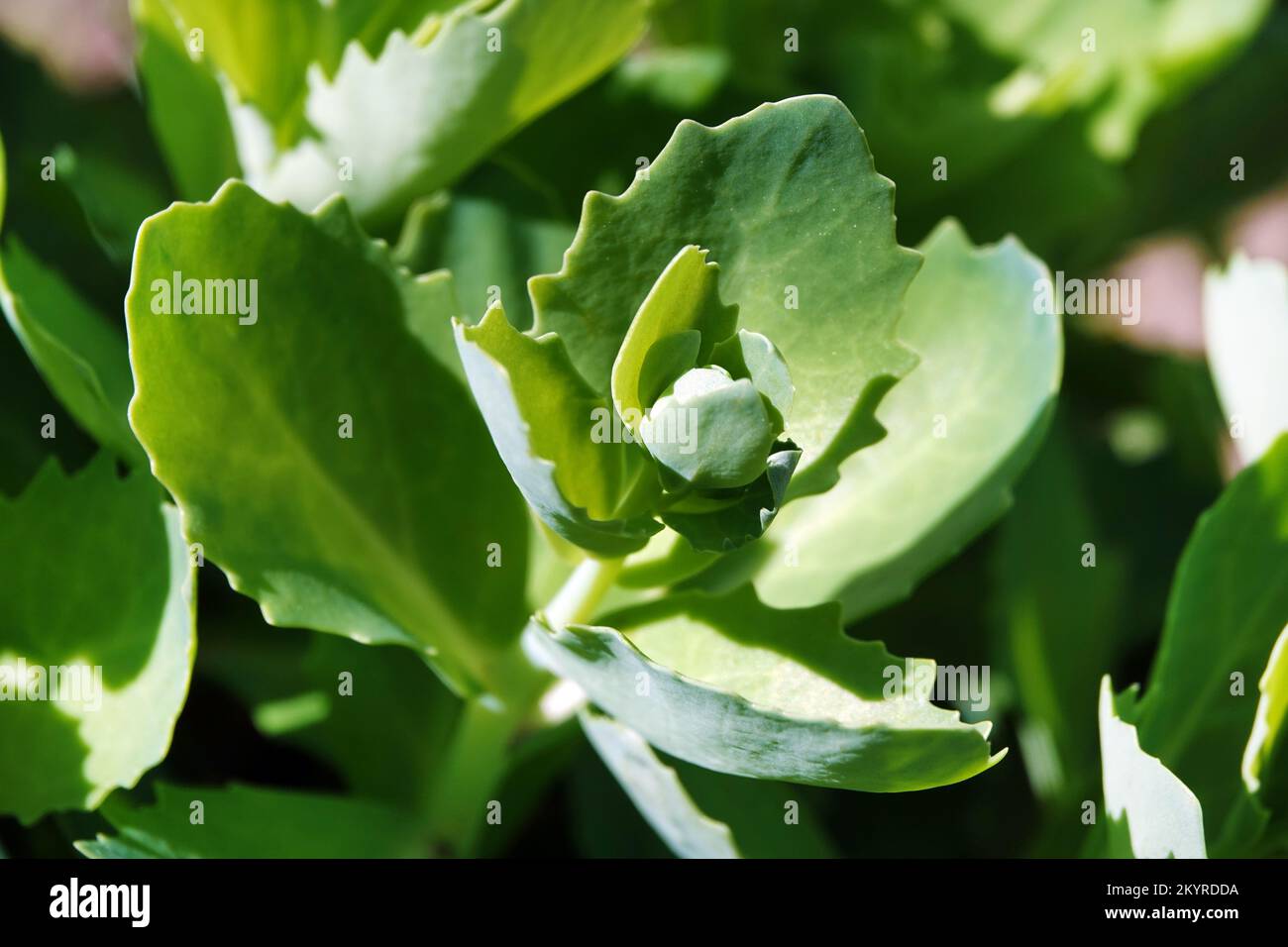 Hasenkohl mit dicken und saftigen Blättern Stockfoto