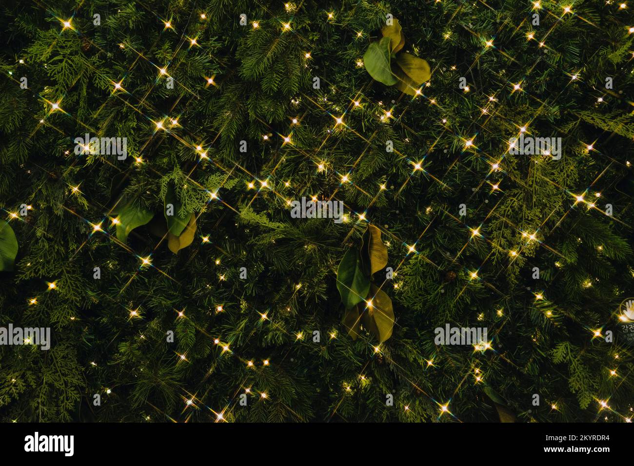 Weihnachtslichter, Bäume und Grasfotos Stockfoto