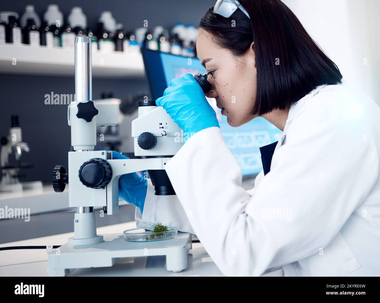 Botanik, Mikroskop-Pflanzenanalyse oder wissenschaftliche Forschung für natürliche Arzneimittel, biotechnologische Innovation oder Ökologie. Marihuana Stockfoto