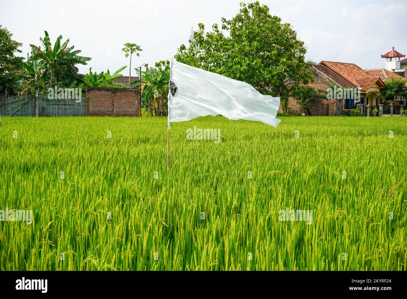 Reisfelder, die breit und grün sind, mit Flaggen aus weißem Kunststoff oder Stoff, um Vogelschädlinge abzuwehren. Stockfoto