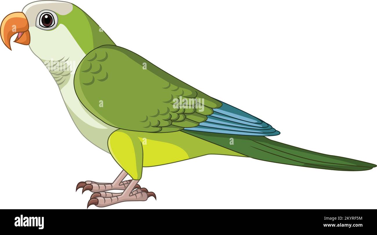 Cartoon Quaker Parakeet auf weißem Hintergrund Stock Vektor