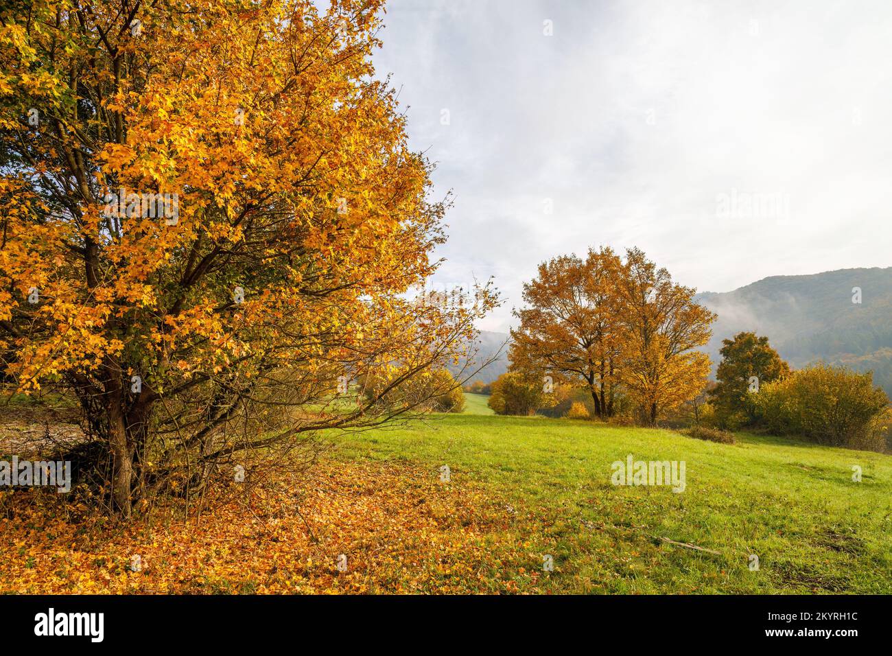 Farbenfrohe Bäume in einer nebligen Herbstlandschaft. Schutzgebiet Strazov Mountains, Slowakei, Europa. Stockfoto