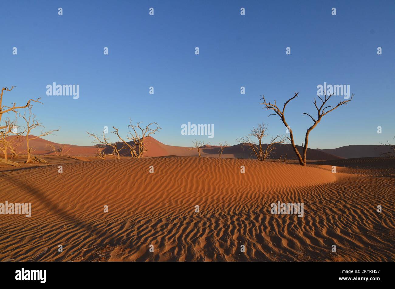 Sonnenuntergang mit Baum auf der Düne in der Trockenpfanne des Sossusvlei Namib Naukluft Nationalparks Stockfoto