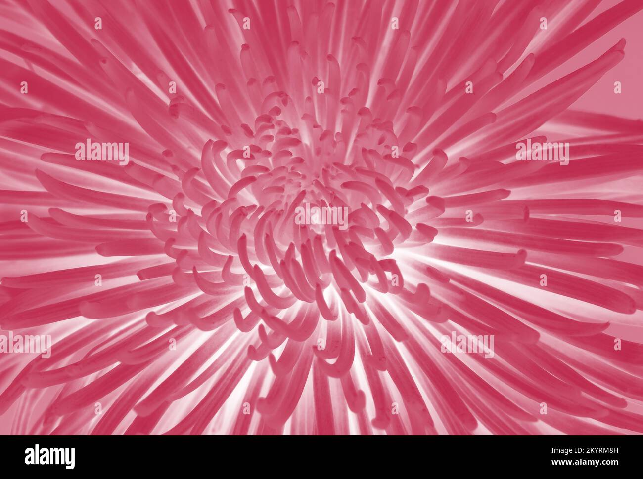 Viva Magenta, neue, trendige Farbe von 2023 Jahr. Wunderschöner Blumenaster. Stockfoto