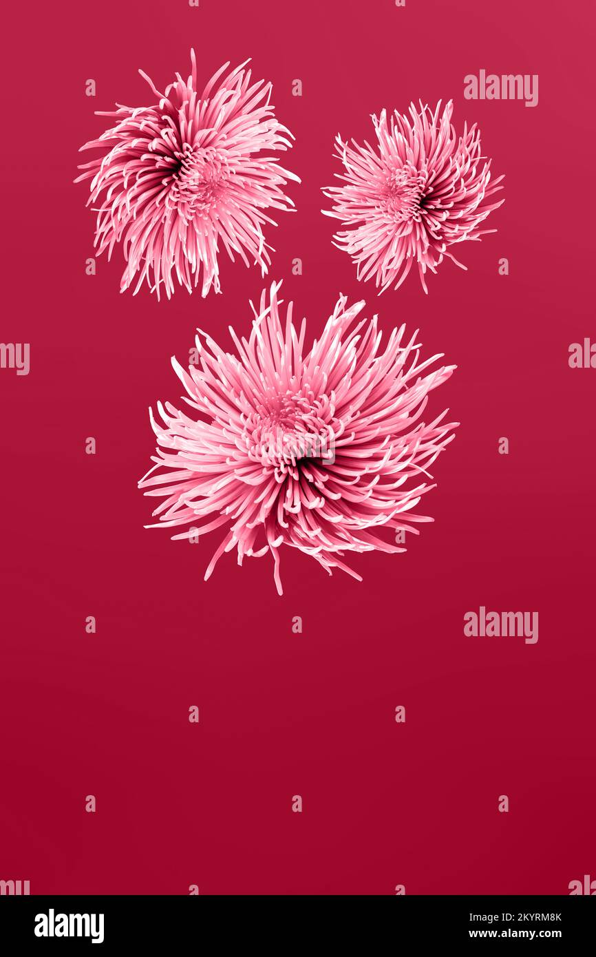 Viva Magenta, neue, trendige Farbe von 2023 Jahr. Wunderschöner Blumenaster. Stockfoto