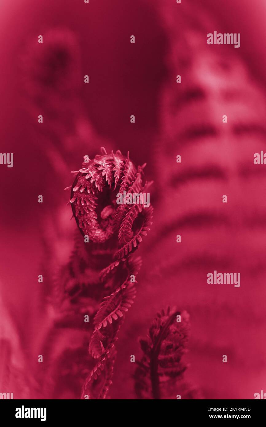 Viva Magenta Fern. Natürliche Texturen und Muster der Farnpflanzen. Hintergrund und visuelles Material für natürliches Design. Makro, Nahaufnahme Stockfoto