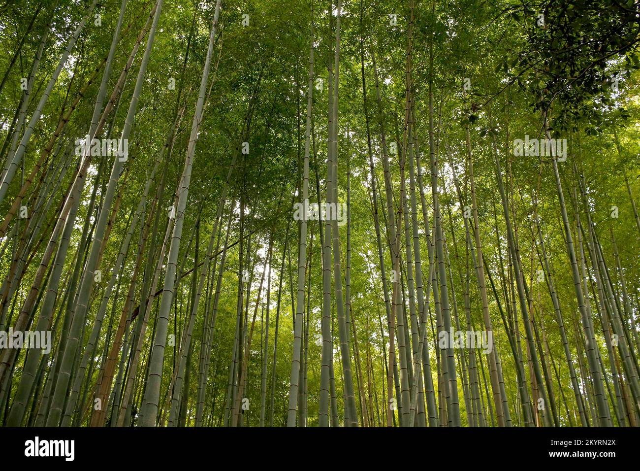 Bambusbaum im Arashiyama-Bambuswald in Kyoto, Japan, Asien Stockfoto