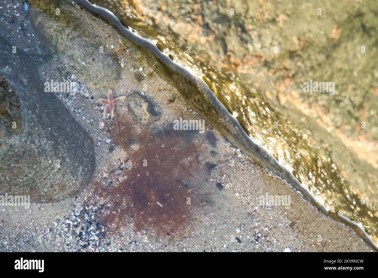 Seesterne liegen im Sand vor dem Wassertank. Meerestiere an der Küste Dänemarks. Ein Tier aus dem Meer geschossen Stockfoto