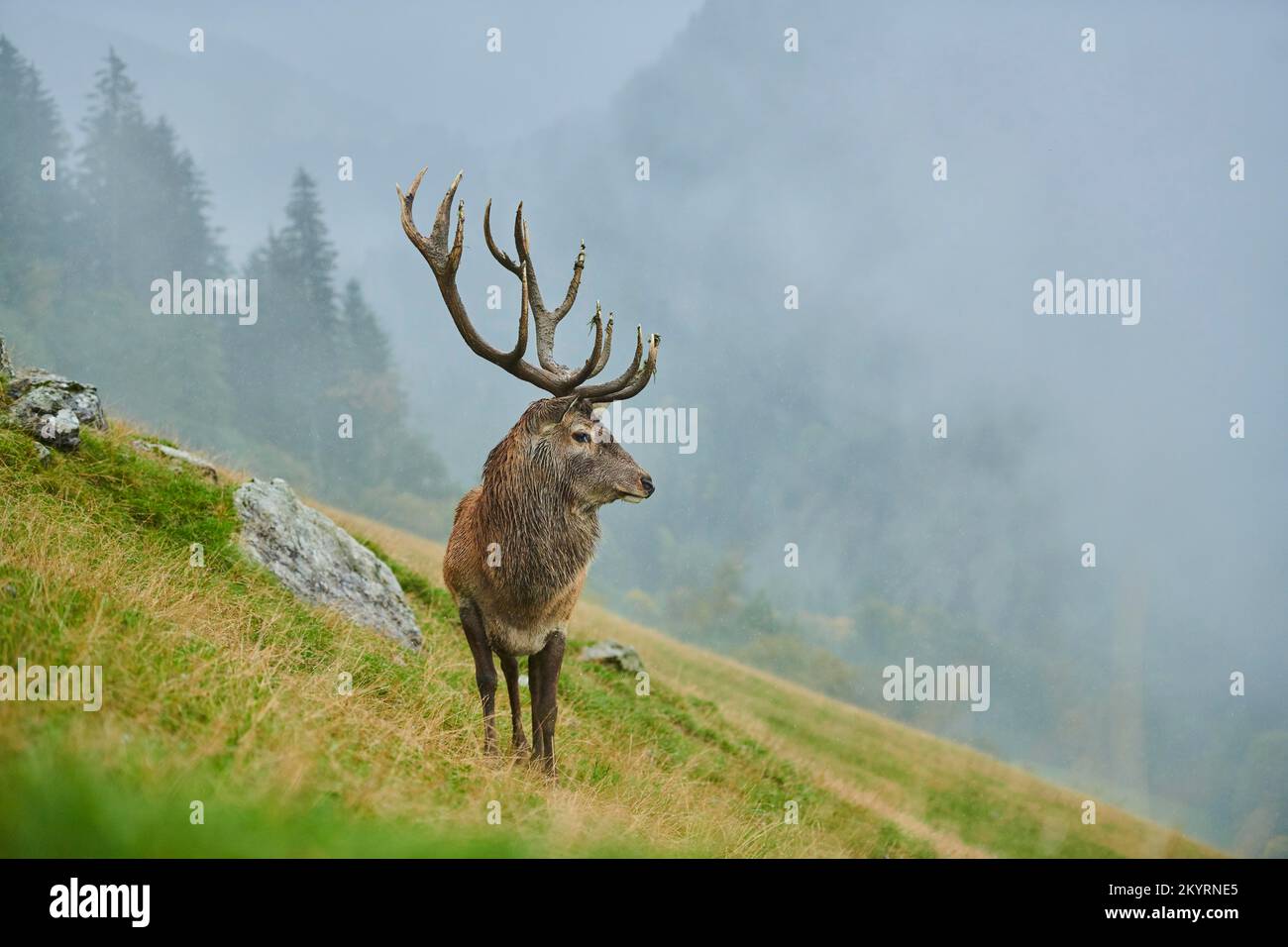 Rothirsch (Cervus elaphus) Männchen in der Brunft, bei Nebel in den Alpen, Herbst, Wildpark Aurach, Kitzbühel, Österreich, Europa Stockfoto