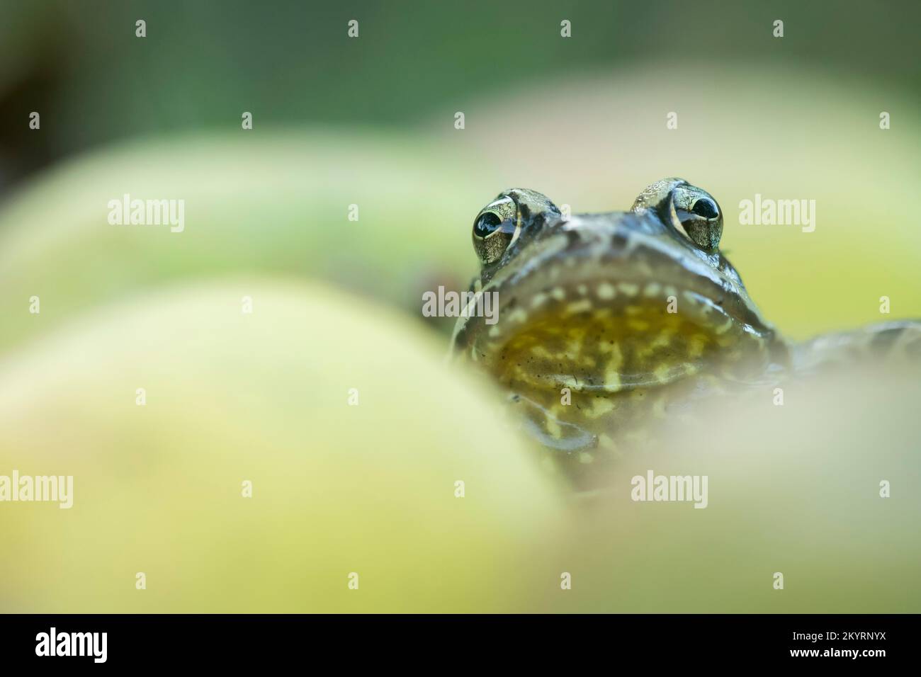 Gemeiner Frosch (Rana temporaria) adulte Amphibien unter gefallenen Äpfeln in einem Garten, Suffolk, England, Großbritannien, Europa Stockfoto Gemeiner Frosch (Rana temporaria) adulte Amphibien unter gefallenen Äpfeln in einem Garten, Suffolk, England, Großbritannien, Europa Stockfoto
