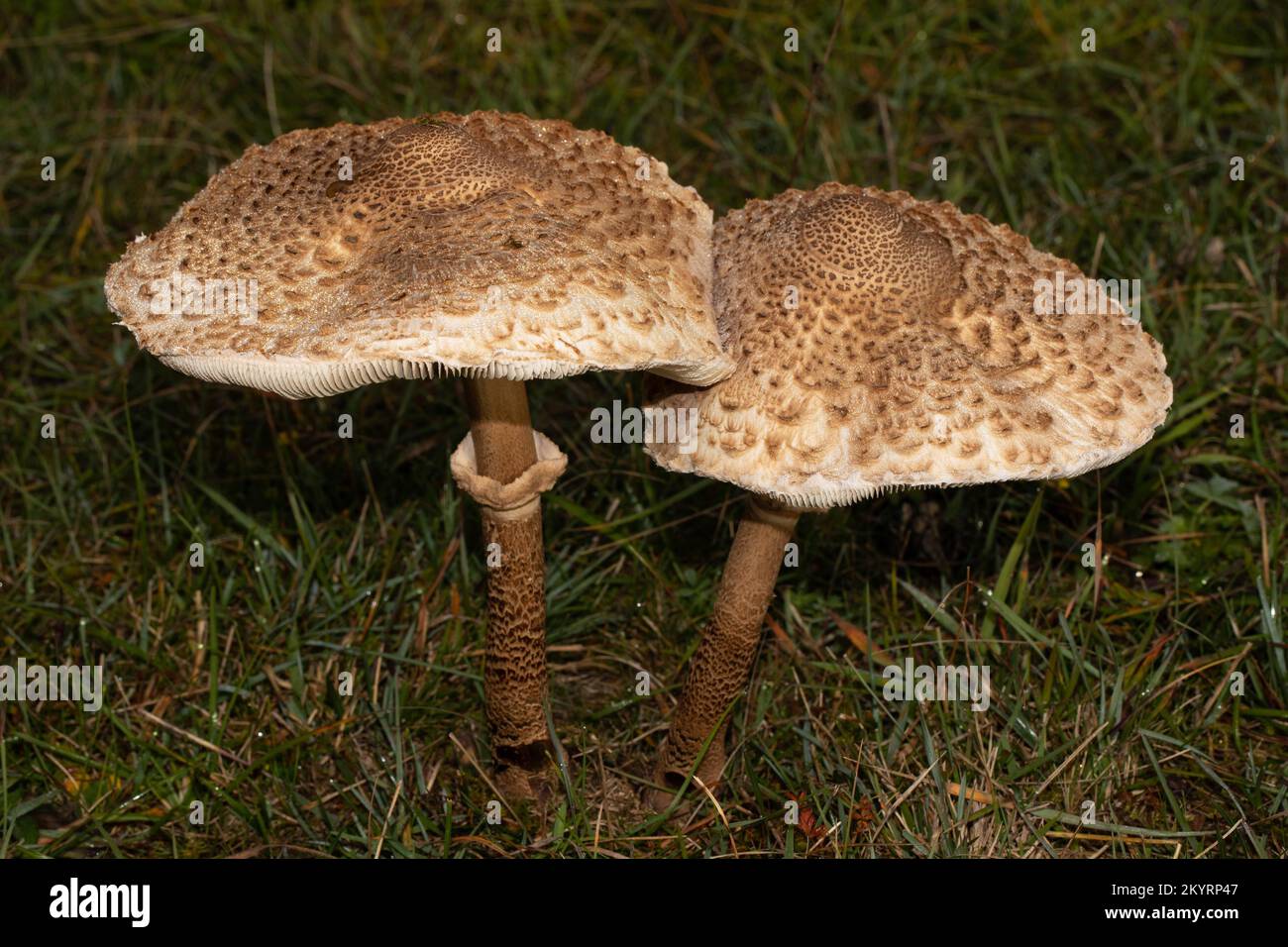 Riesenchampignon, Sonnenschirm, zwei fruchtbare Körper Seite an Seite mit hellbraunen Stielen und Hüten mit Schuppen auf grüner Wiese Stockfoto