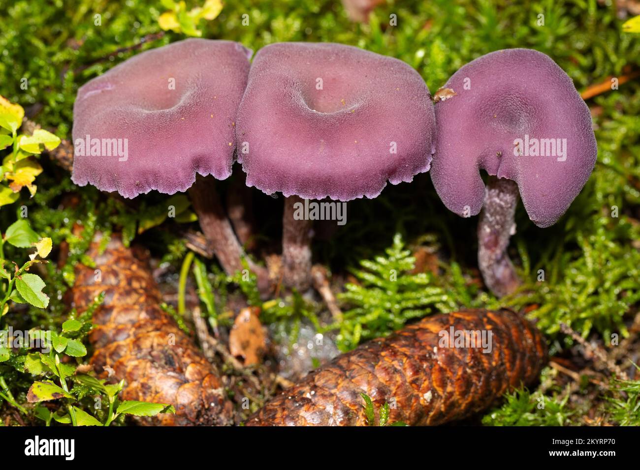 Drei fruchtbare Körper mit lila Stielen und Kappen neben Fichtenzapfen in grünem Moos Stockfoto