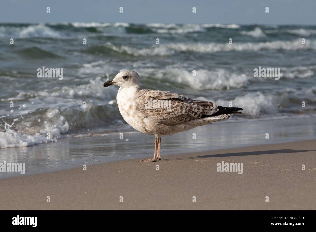 die möwe steht am Strand Stockfoto