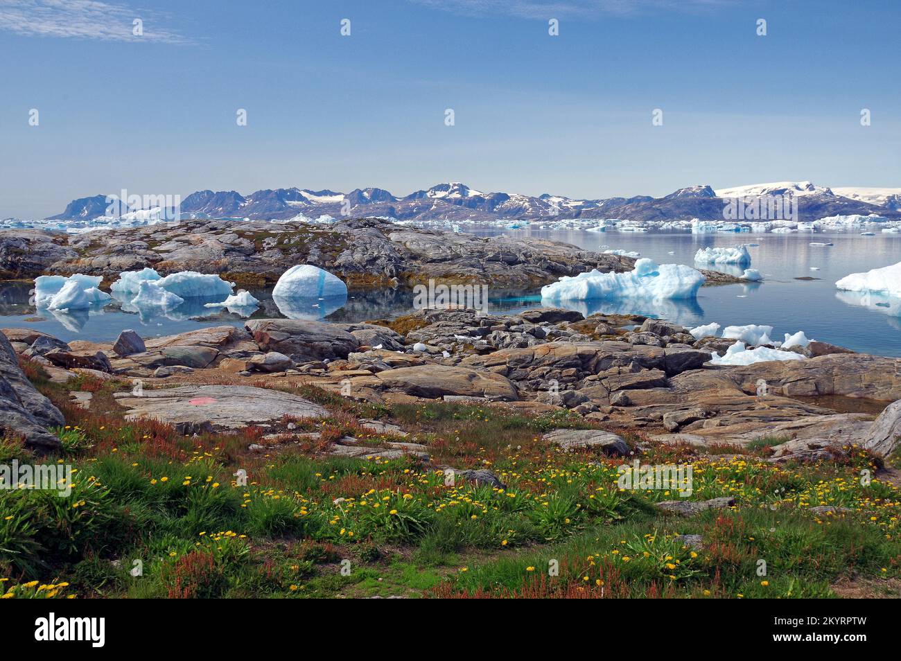 Eisberge in einem Fjord, blühende Wiese, Stille, Ruhe, karge Landschaft, Schlittenhund, Eisfjord, Ostgrönland, Nordamerika, Tinite Stockfoto