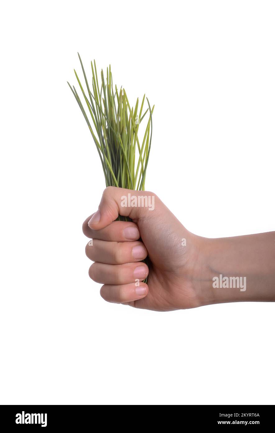 Kind hält ein Bündel Gras in der Hand auf einem weißen Hintergrund Stockfoto